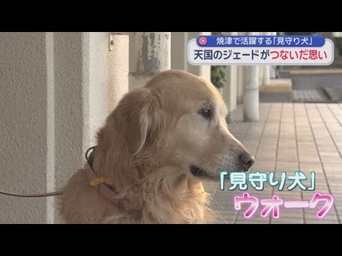 YouTube Video 見守り犬「ジェード」の活動を引き継いで子どもたちの登校を見守るオスのゴールデンレトリバー「ウォーク」 静岡・焼津市