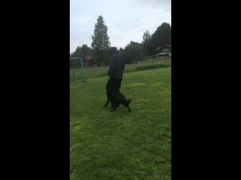 Obedience with Accept's "Drift" (9 mounths old). After Rixdivan's Allan and Kus