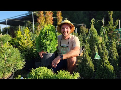 Eye-opening Conifer Tour: Discover Evergreens and Conifers That Thrive in the South!