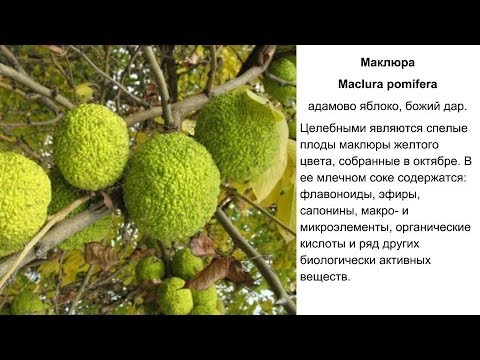 Маклюра, адамово яблоко. Польза и противопоказания. Рецепты народной медицины, применение.