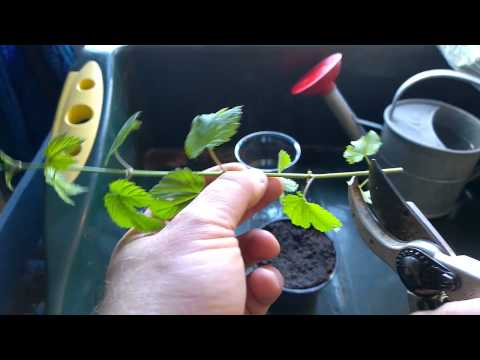 Sticklingar av Humle