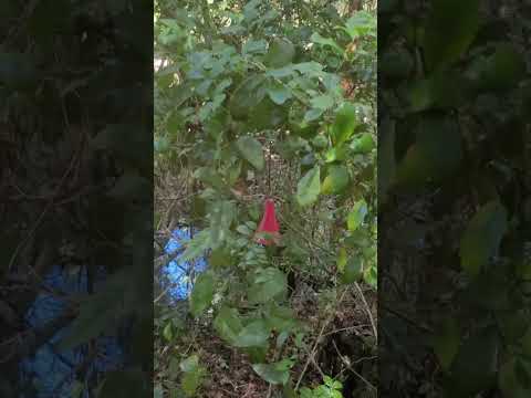 Ver video — Parcela de 6.000 m² en Huiscapi con acceso al río y salida a la Ruta S-91
