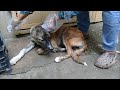 Sibling Stray Pups Eating Cookies Removing Fleas Ticks Off Stray Pup Brown Pup Pees Mountain Village