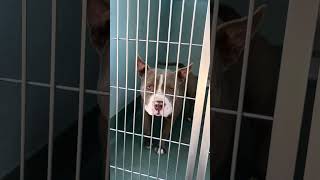 Video preview image #1 American Bulldog Puppy For Sale in Pasadena, CA, USA