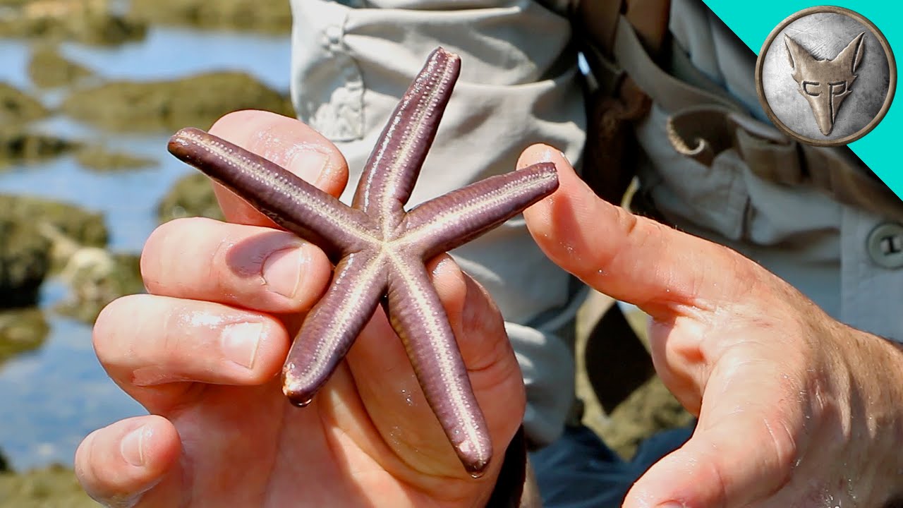 Exploring for Tide Pool Creatures!