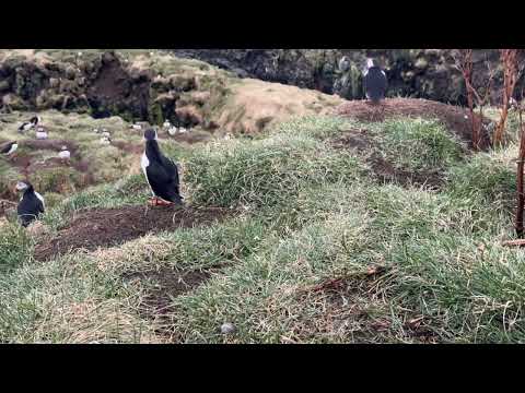 Cute Puffins