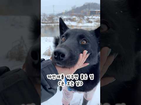 On snowy days, what can only be seen in black dogs🐶❄