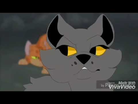 ♤||firestars life but i edited it||♤ #warriorcats #thunderclan #firestar