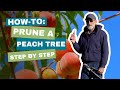 Video preview for How to Prune a Peach Tree- Easy Steps for Open Center Pruning