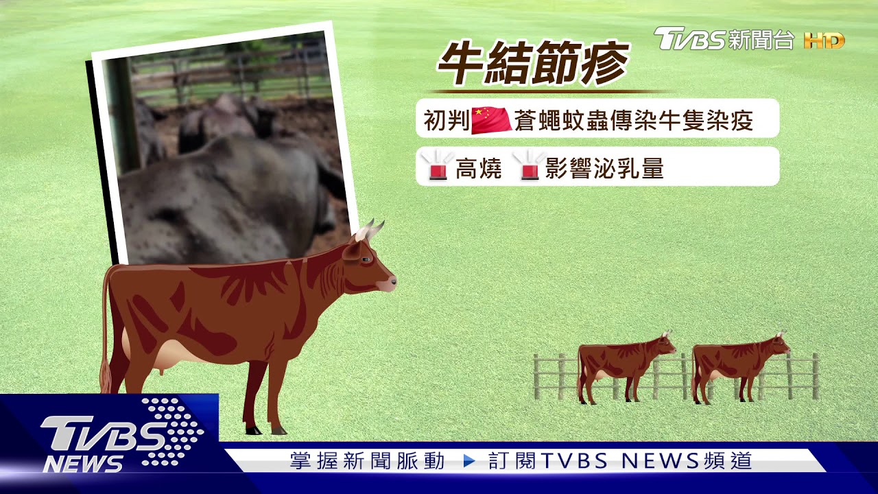 金門牛首見「牛結節疹」　防傳染將撲殺548頭