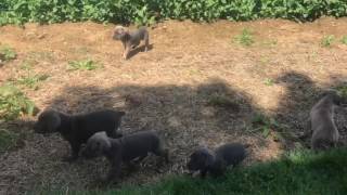 Video preview image #1 Cane Corso Puppy For Sale in QUARRYVILLE, PA, USA
