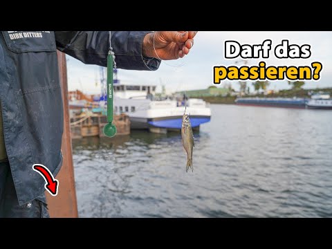 Zander fishing with live bait in the canal (a real scandal)