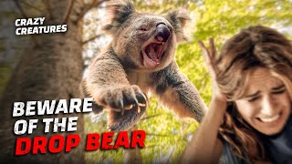 The Drop Bear: Australia's Deadliest Myth