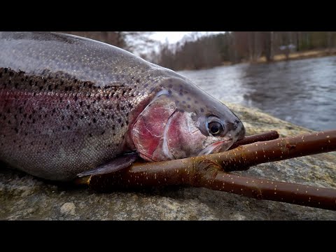 Taimenjahti Merikarvialla - räntää ja kirjolohia