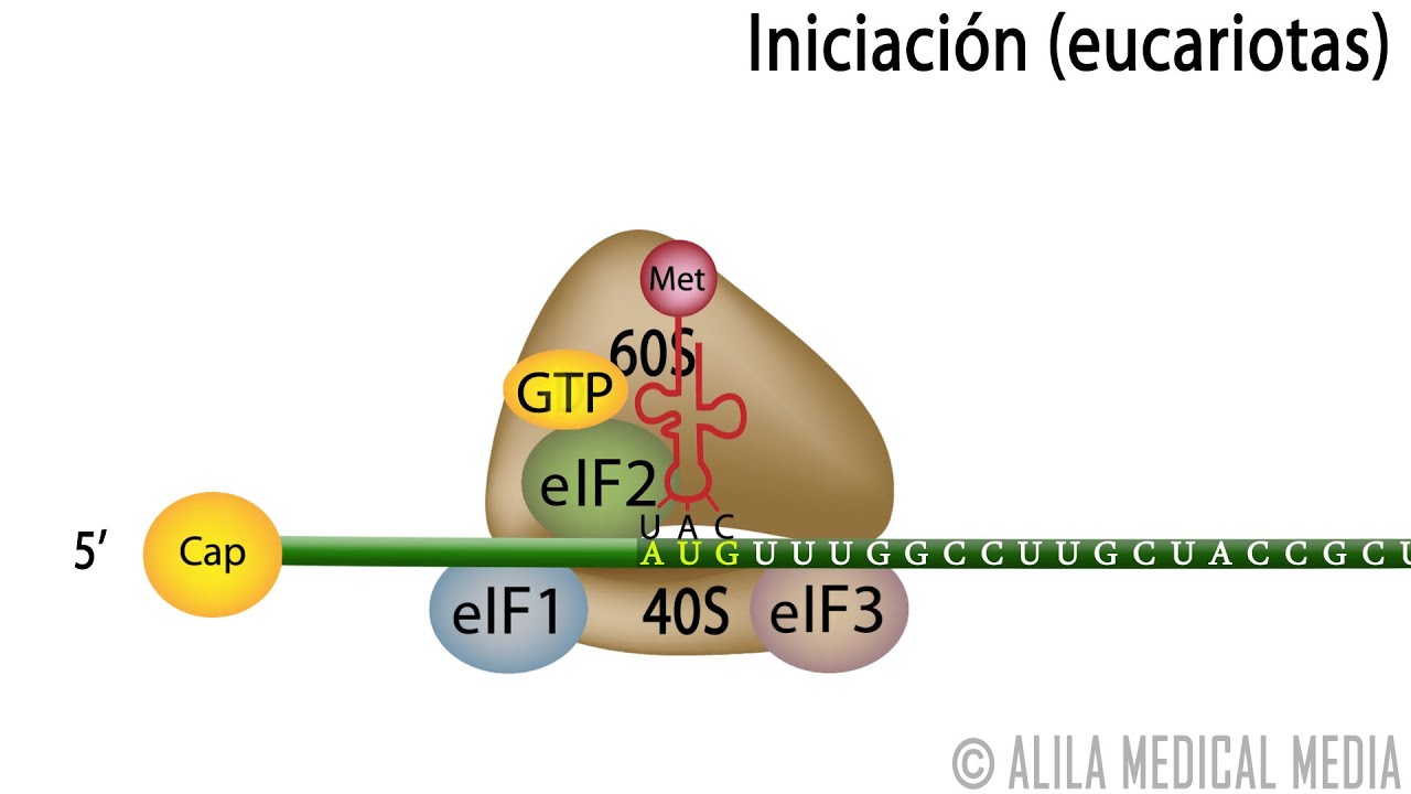 Traducción Eucariota – Síntesis de Proteínas. Alila Medical Media Español.