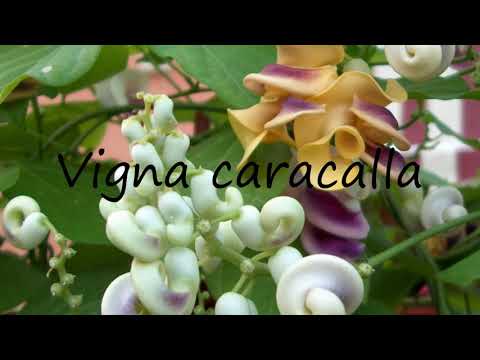 How to Pronounce Vigna caracalla?