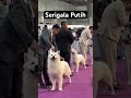Orang China Piara Serigala Putih