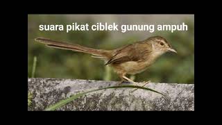 Download lagu suara pikat burung cigun ribut ampuh mp3 Download lagu suara pikat burung cigun ribut ampuh mp3