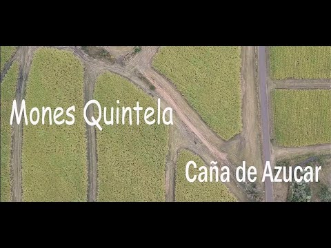 Mones Quintela y caña de azucar