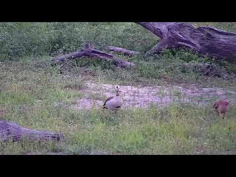 Djuma: Impalas and Egyptian Geese and seven Goslings - 05:50 - 12/26/21