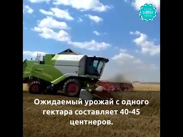 Районда урып-җыю эшләре башланды