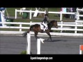 North Winds Opus at St Christopher's Benefit Horse Show 2013 Pony Jumper Sunday 1st trip