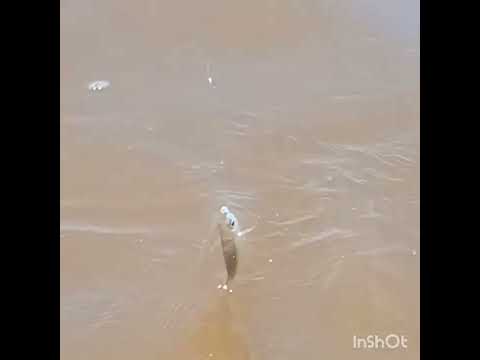 MUITA FISGADA!!! Pegando carapicú na Croa do tubarão em Porto de Pedras AL!!!