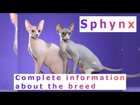 Sphynx. Pros and Cons, Price, How to choose, Facts, Care, History