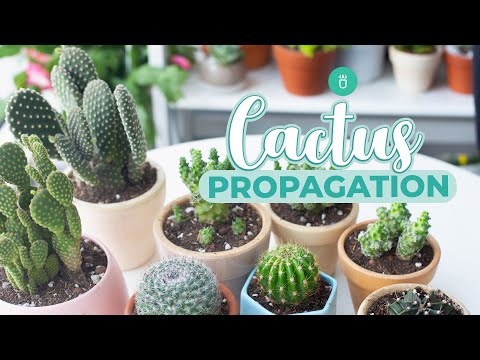 HOW TO PROPAGATE CACTUS EASY & FAST