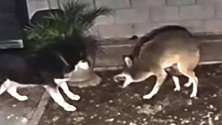 90 Craziest Animal Fights Caught on Camera 2024