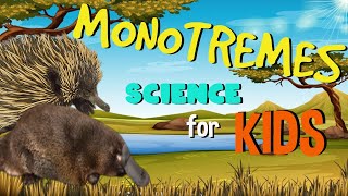 Download lagu Monotremes - The only Mammals that lay Eggs? | Science for Kids mp3 Download lagu Monotremes - The only Mammals that lay Eggs? | Science for Kids mp3