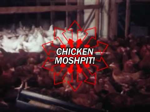 Dis(10)Putes - La brigade du poulet