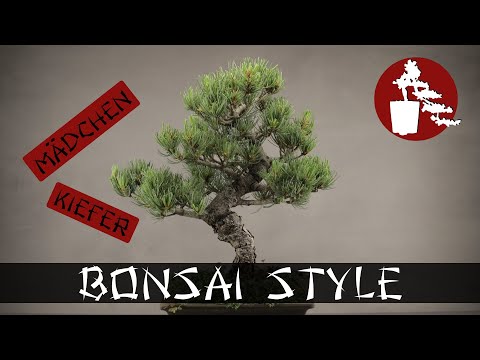 Kleiner Baum ganz gross | Mädchenkiefer (Pinus Parviflora) | #001 Bonsai Style