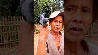 Download lagu Suara burung bagus jalak kebo mp3 Download lagu Suara burung bagus jalak kebo mp3