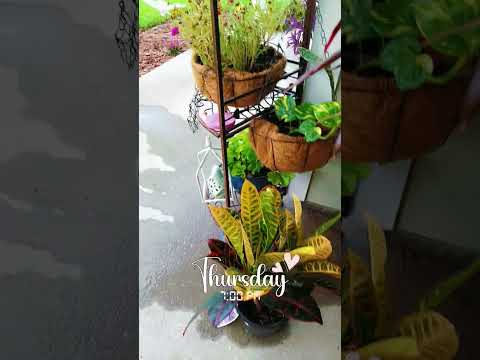 my garden 💜🩷💙💛💚