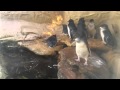 Australian Pikku Pingviini