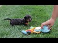 Miniature Dachshund dogs for sale: Lila - Video 1