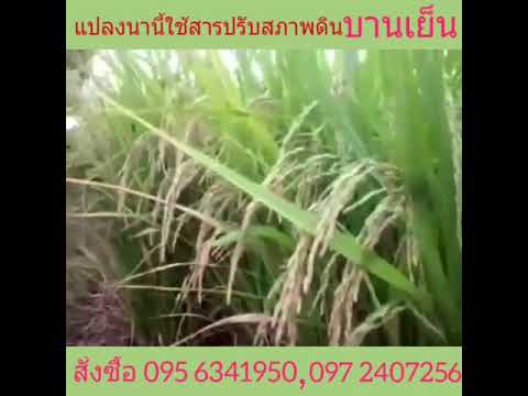 เพิ่มขึ้นแรงในโรคเบาหวาน ที่จะซื้อเค้กลดลงค้อน