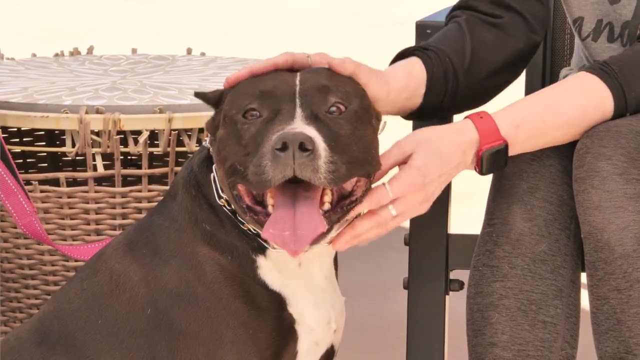 Enlarge Rosie - Adopt Me!, a Adoptable mixed breed in Lake Forest, CA video 6/6