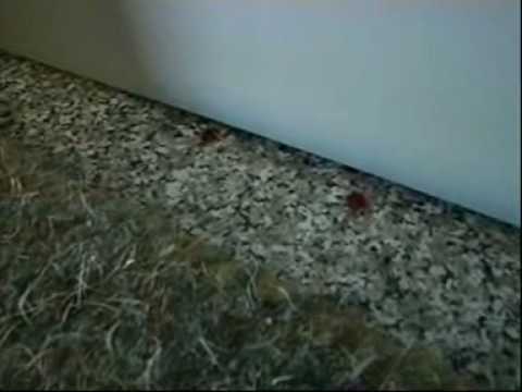 Omicidio a Sesto Fiorentino