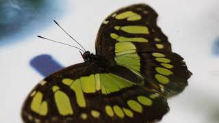 Transformation     Van Morrison