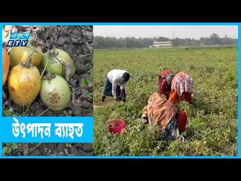 অকাল বৃষ্টিতে টমেটোর পচন রোগ