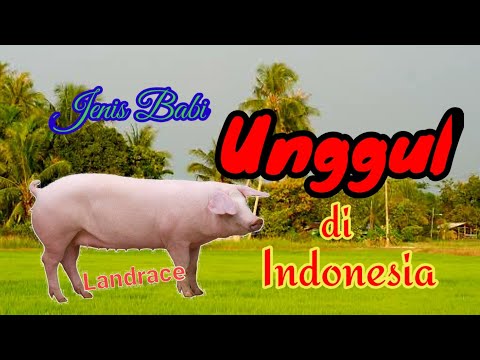 , title : 'Jenis Babi Unggul di Indonesia'