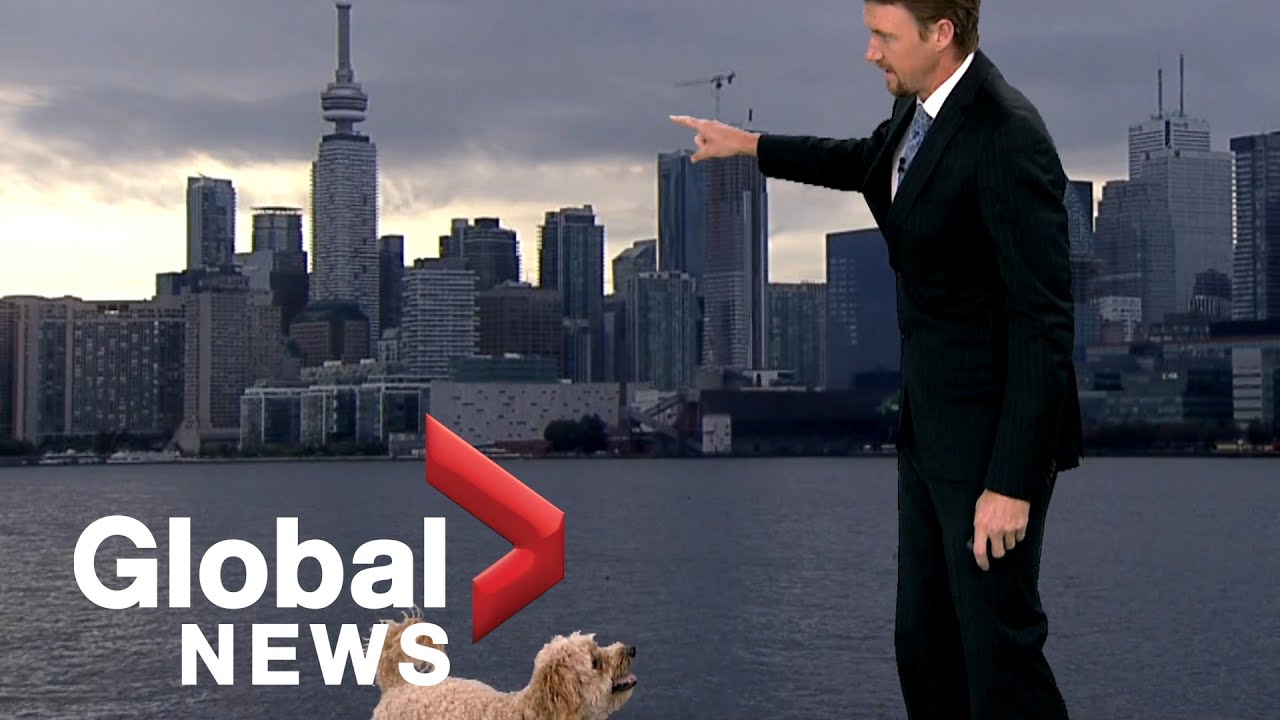 Weather reporter's hungry dog interrupts live TV report looking for treats thumnail