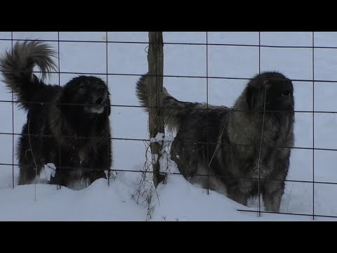 -Šarplaninci Sekule Kesića iz Glamoča vuka i medvjeda  se ne boje -