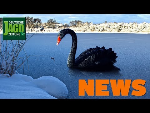 Jäger erlebt Albtraum, Nandu, Trauerschwan und Messe-Verbot– DJZ-News 5/2019