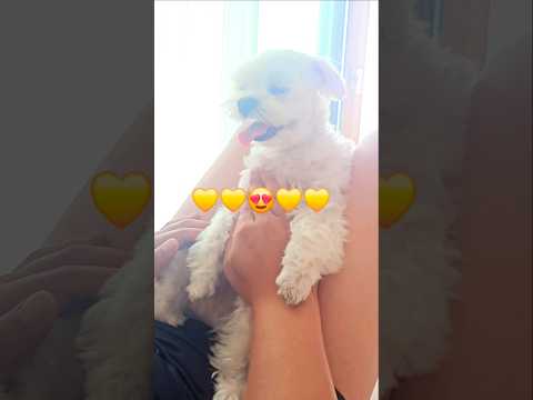 A puppy that feels good when touched 💛 #smil #happy #cutedog #maltese