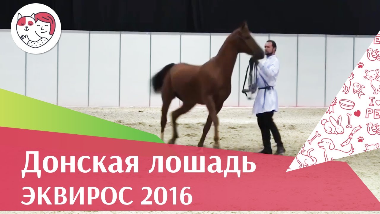 ЛОШАДИ Донская порода ЭКВИРОС 2016 на ilikepet