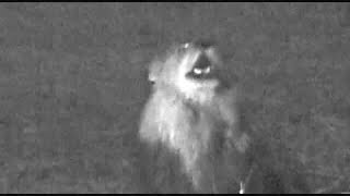 Male Lion Roar - Near Darkness b/w