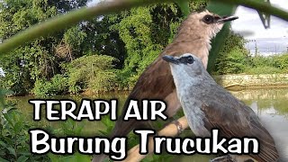 Download lagu TERAPI TRUCUKAN BIAR CEPAT GACOR dengan SUARA AIR mp3